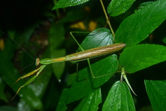 Tenodera aridifolia