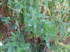 Podosphaera epilobii