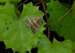 Argyrostrotis quadrifilaris
