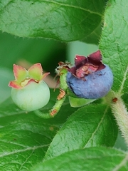 Vaccinium myrtilloides image