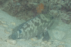 Epinephelus polyphekadion
