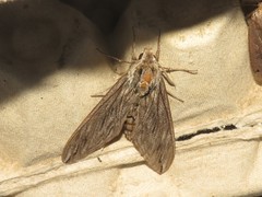 Sphinx chersis