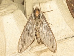 Sphinx chersis