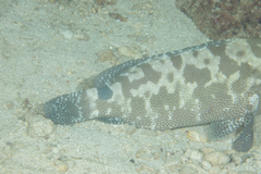 Epinephelus polyphekadion