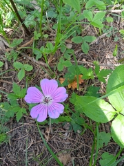 Geranium wallichianum