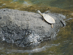 Phrynops williamsi