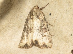 Mesapamea fractilinea