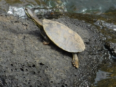 Phrynops williamsi