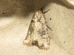 Mesapamea fractilinea