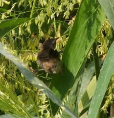 Cistothorus palustris