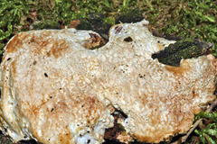 Rigidoporus ulmarius