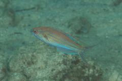 Paracheilinus filamentosus