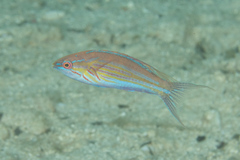 Paracheilinus filamentosus