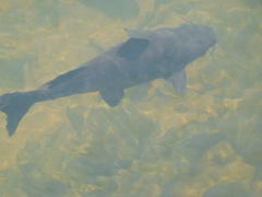 Steindachneridion melanodermatum