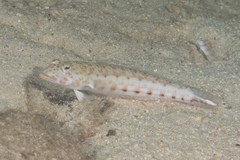 Parapercis clathrata