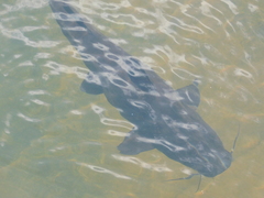 Steindachneridion melanodermatum