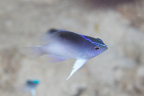 Rolland's demoiselle (Chrysiptera rollandi) — Pomacentridae — 5