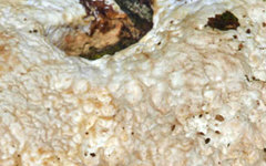 Rigidoporus ulmarius