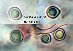 Rigidoporus ulmarius