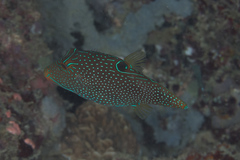 Canthigaster papua