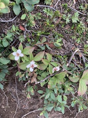 Cornus unalaschkensis