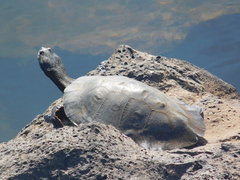 Phrynops williamsi
