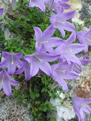 Campanula arvatica