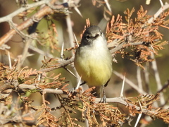 Serpophaga griseicapilla