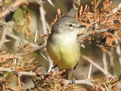Serpophaga griseicapilla