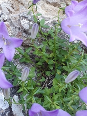 Campanula arvatica