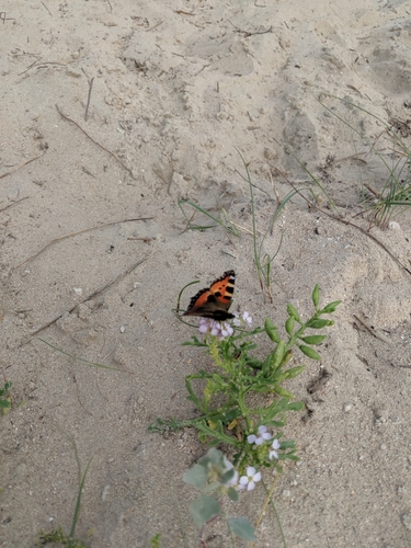 Aglais urticae