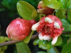 Punica granatum