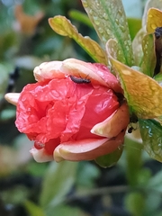 Punica granatum