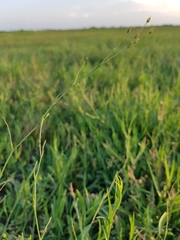 Bupleurum tenuissimum