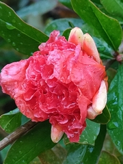 Punica granatum