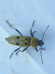 Chlorophorus glabromaculatus