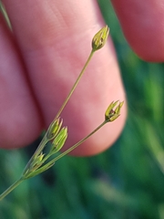 Bupleurum tenuissimum