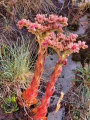 Sempervivum vicentei