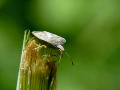 Euschistus servus euschistoides