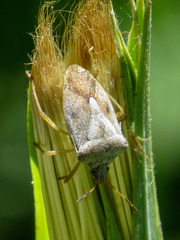Euschistus servus euschistoides