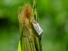 Euschistus servus euschistoides