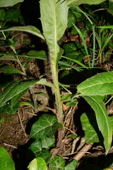 Hieracium maranzae