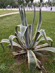 Agave americana
