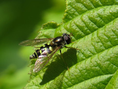 Dasysyrphus venustus