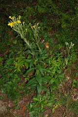 Hieracium maranzae