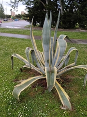 Agave americana