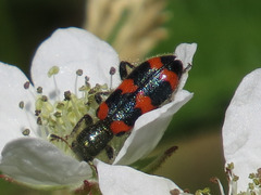 Trichodes nuttalli