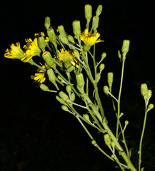 Hieracium maranzae