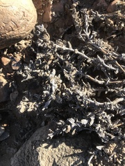 Juttadinteria albata