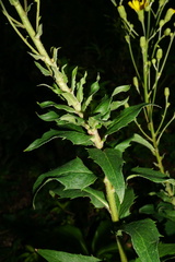 Hieracium maranzae